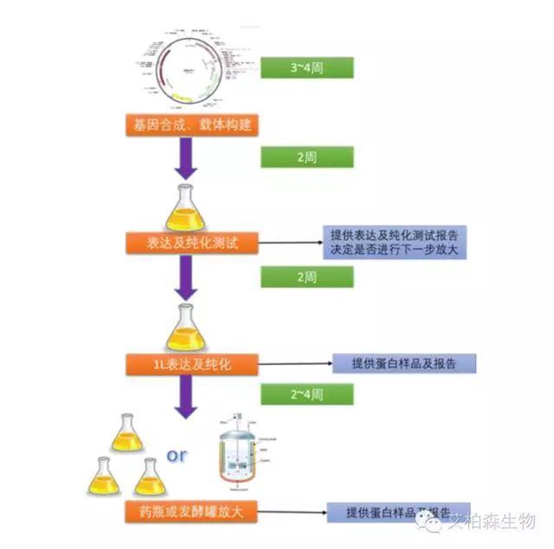 基因检测服务：开启健康大门的新钥匙